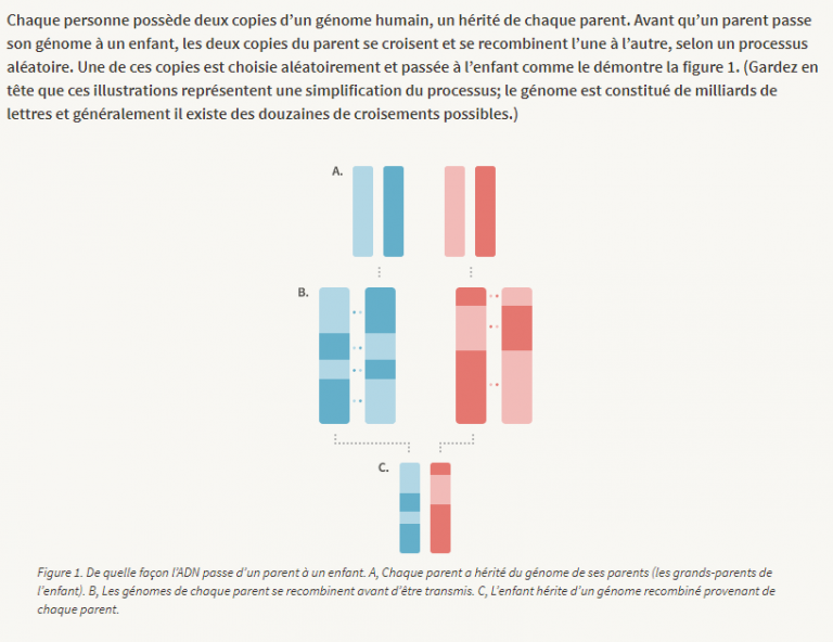 Correspondance Adn Entre Frere Et Soeur Mon analyse ADN, 20 mois plus tard – Chroniques d'antan et d'ailleurs