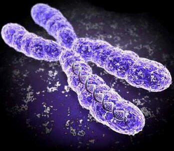 Chromosome XX et lignée maternelle