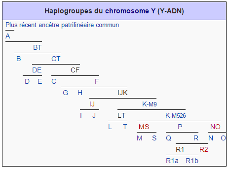Wikipedia - Haplogroupes du chromosome Y