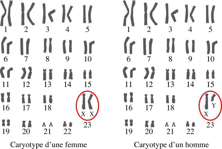 Y comme Y-DNA