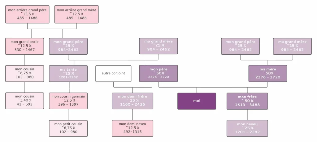 Schema de répartition de l'ADN, en pourcentage théorique, et en cM constaté par The Shared cM Project, de Leah Larkin et Blaine Bettinger